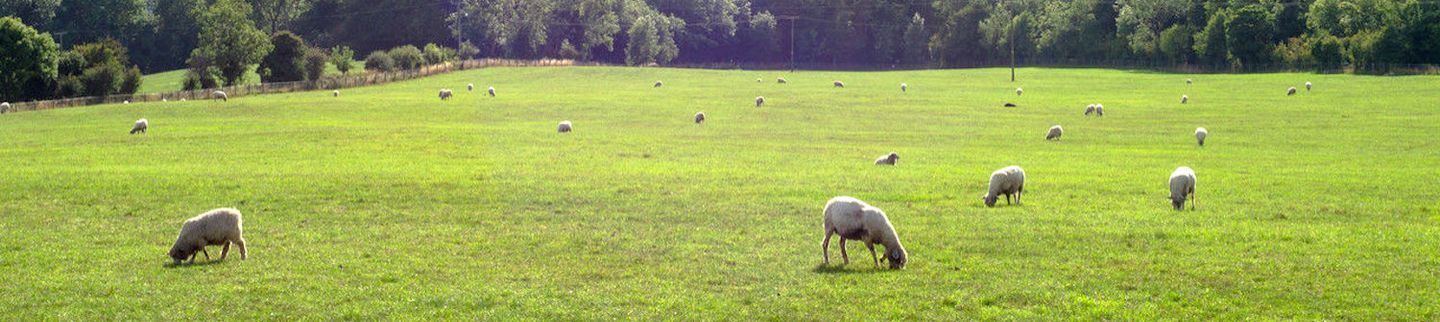 Banner image for Meatees