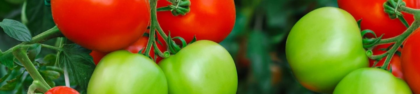 Banner image for Pickford Market