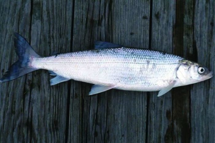 Whitefish