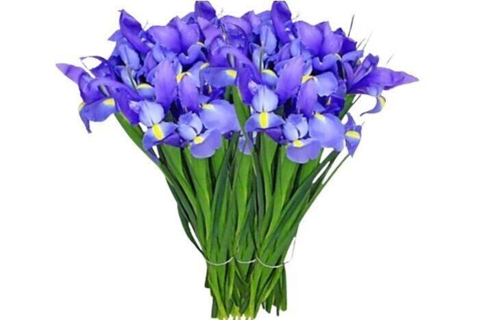 Bunch of Iris (30 Stems)