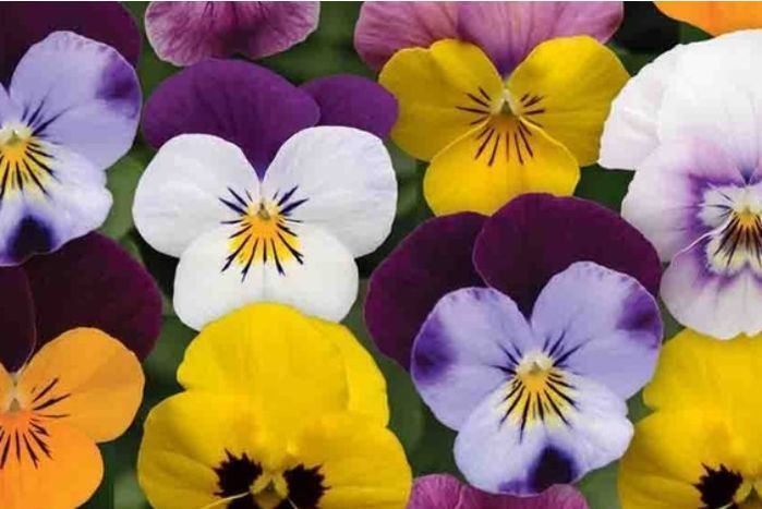 Edible Flowers