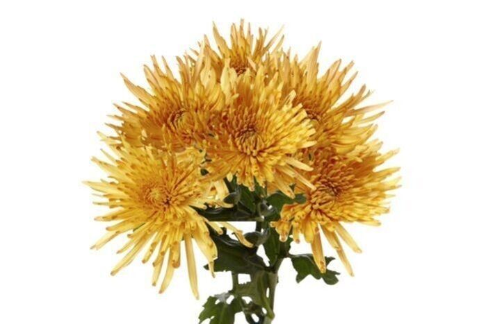 Spider-Mum - Yellow (10 Stems)