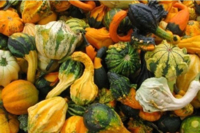 Local Decorative Gourds