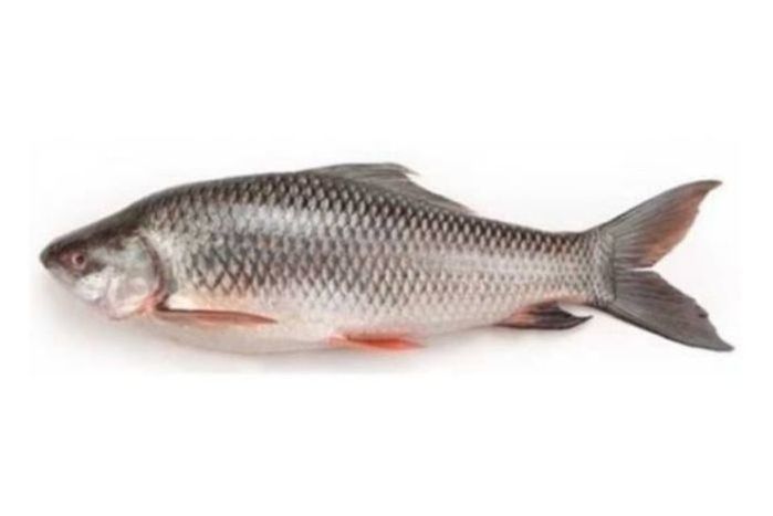 Rohu FIsh - 2 KG