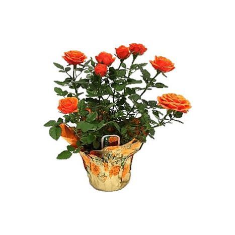 Acme Fresh Market Mini Rose - 4 Inches