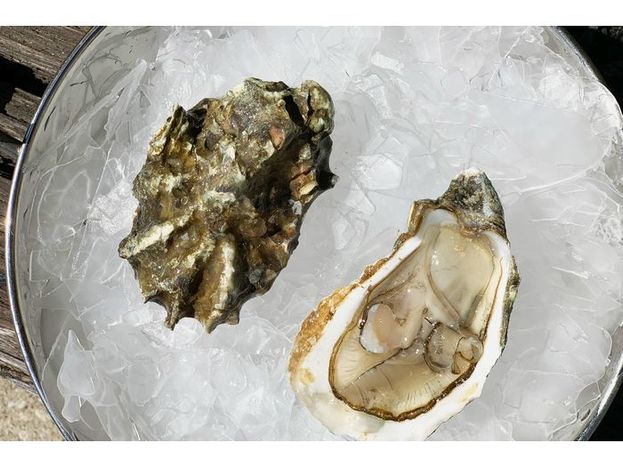 Fresh (Live) Midnight Bay Oysters