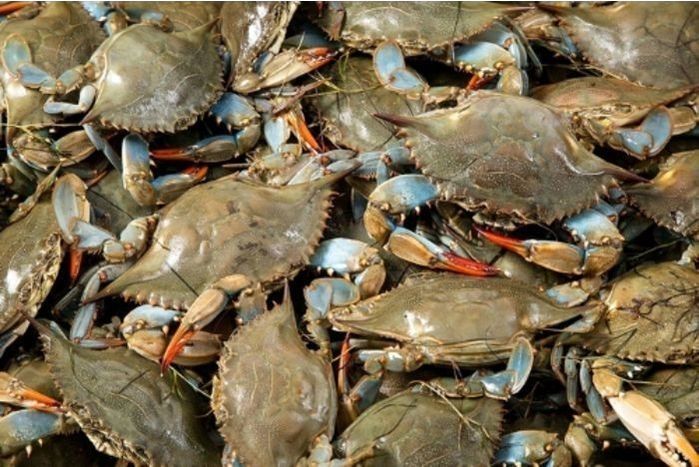 Live Blue Crab