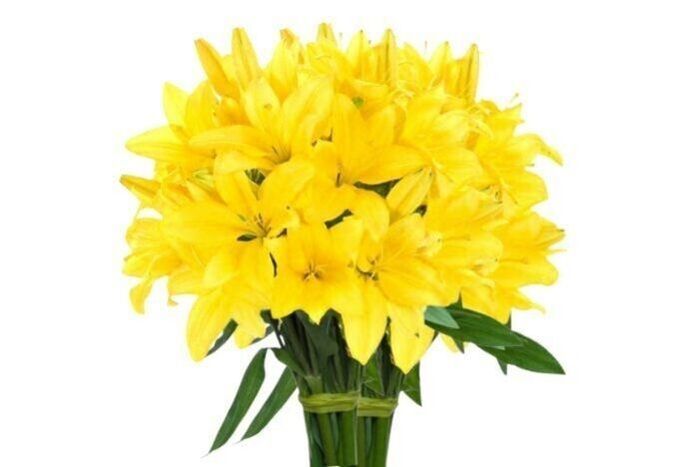 Yellow Lily - (15 Stems)