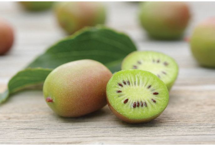 Hardy Kiwi Berries