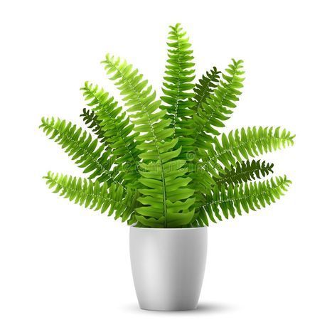 Fern