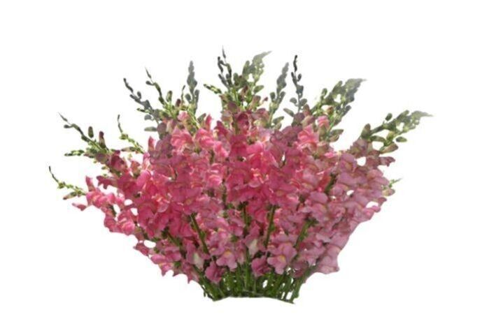 Bunch of Snapdragon Flowers (30 Stems)