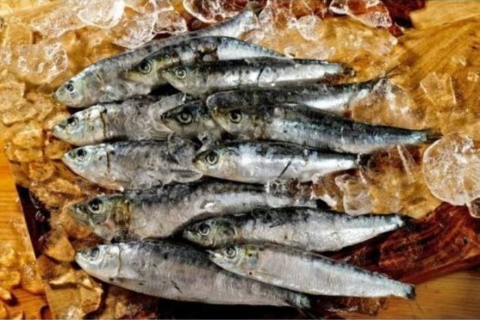Fresh Whole Sardines