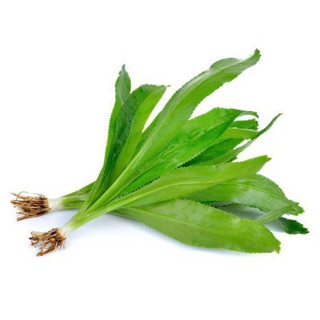 Cilantro Ancho